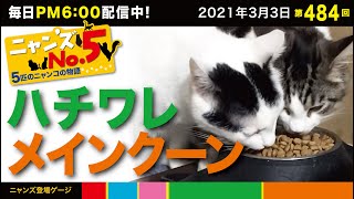 《第484回》ハチワレの三男坊モコと、メインクーン末っ子四男坊は大の仲良し。歳も1歳差で話しが合うのかな？遊びもケンカもいつも一緒。