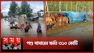 কুমিল্লায় বন্যায় কৃষিতে ৮৫০ কোটি টাকার ক্ষতি | Flood Update | Comilla | Agriculture | Cattle Farm