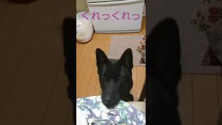 【甲斐犬☆奈々】おこぼれに夢中になると、敏感な鼻にも鈍感になる？笑 Is there anything on your nose?  코에 뭔가 붙어 있어요?