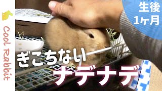 【うさぎ】飼い主のナデナデがぎこちない！ウサギも戸惑う【ネザーランドドワーフ】Rabbit vlog #10