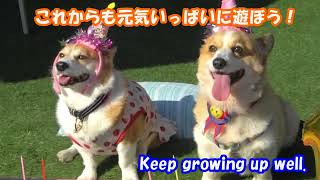 コーギーのゆき＆ゆめ　お友達の誕生日会に行く  Corgi Yuki \u0026 Yume Going to a friend's birthday party