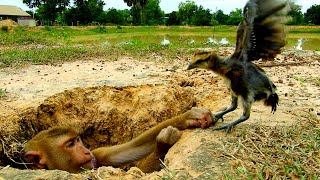 Thankfully !! Enee  Want To Help SokYaa Even Can't, Amazing Animal