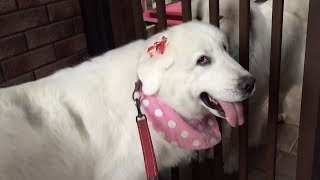 シャンプーして真っ白になったルンルンです　Great Pyrenees　グレートピレニーズ