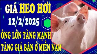 Giá heo hơi hôm nay ngày 12/2/2025 - Ông lớn tăng mạnh, thủ phủ chăn nuôi tiếp tục lập đỉnh kỷ lục