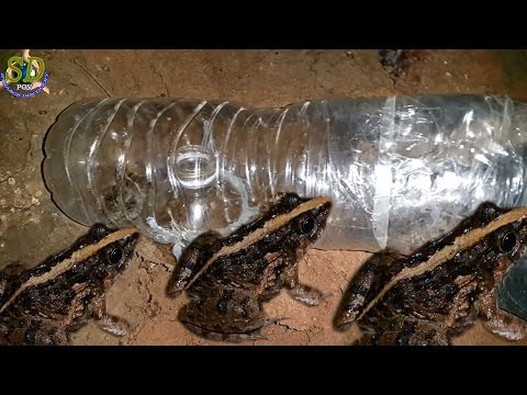 How To Make A Trap For Catching Frog || FROG TRAP How To Make A Trap For Catching Frog || FROG TRAP
