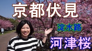 京都　伏見　淀水路　河津桜でお花見