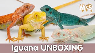 Iguana UNBOXING | The newest colors from Asia!