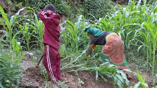 Myvillage official videos EP 371 || Digging technology of land for growing maize purpose ||