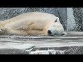 周りを見渡した後お昼寝💤しろくまバリーバ2024 11 24とべ動物園にて