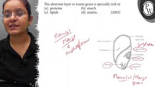 The aleurone layer in maize grain is specially rich in (a) proteins (b) starch (c) lipids (d) aux...