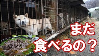 【韓国】「犬食」は文化？虐待？韓国司法が出した判断とは？