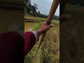 Nganco ikan sepat di siringan sawah