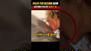 자신이 키운 돌고래를 5년후 바다에서 만나자 벌어진일