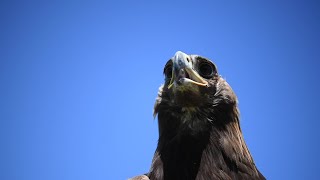 遥かなる山の最後の鷹匠　新疆ウイグル自治区