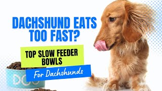Dachshund Eats Too Fast - Top 3 Slow Feeder Bowls For Dachshunds