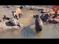 Casablanca Zoo. حديقة الحيوانات عين السبع