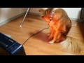 近すぎ！！ストーブを離しても離しても真横に座る犬！（dog get near the stove）