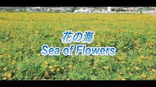 山陽小野田市の観光名所「花の海」　Sanyo Onoda City's tourist attraction \