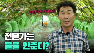 물관리 안한 샤인머스켓..? 😱 xx검사 반드시 해야됩니다!!