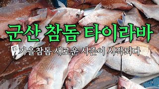 [오션88] 군산 타이라바 / 가을참돔 시즌의 시작!!