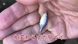 手賀沼で小物釣り「風がふいたら釣れる説」