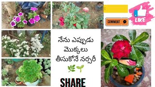 నేను ఎప్పుడు మొక్కలు తీసుకునే నర్సరీ#gardenplants #indoor plants #trandingvidiyo#