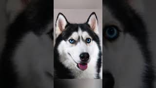 husky dog video by pet lover video shorts####video9