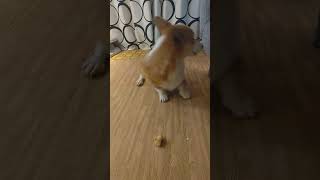 【コーギー】伏せとゴロンのコマンドをミスったコーギー #corgi #dog #コーギー #犬 #犬動画 #cute#shorts