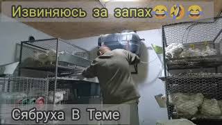 Как так? Вес бройлера в 38 дней!!!