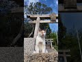 神社にいた三毛猫ちゃん