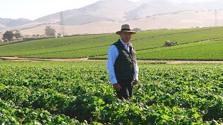 A Business of Strawberries: The Story of Strawberry Farmer Jose Mendoza