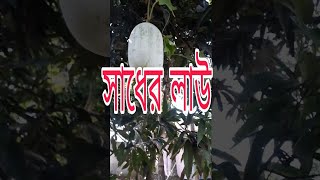 আমার লাউয়ের গাছে লাউ ধরেছে