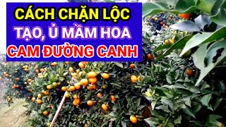 Kỹ thuật tạo, ủ mầm hoa cho cam đường canh ra hoa chính vụ vào tháng 2-3 hàng năm