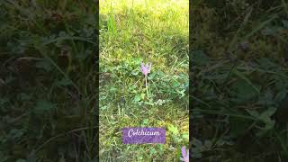 Colchicum: Highly poinsonous! (Herbstzeitlose)