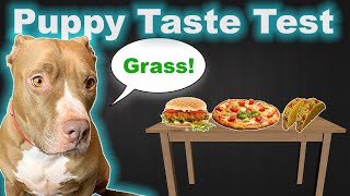 The Taste Test | Robby and Penny