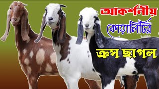 কম দামে আকর্শনীয় মানের ছাগল কিনুন নাটোর থেকে | বিটল শিরহি হরিয়ানা ও তোতাপুরি ক্রস জাতের ছাগল |