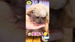 朝ごはんの鶏と大根とにんじんの粥をおねだりする愛犬