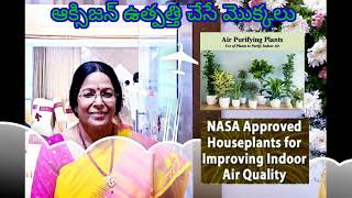 @dr.sandhyastipstalks2981|ఆక్సిజన్ ఉత్పత్తి చేసే మొక్కలు |NASA Approved Airpurifying Oxygen Plants