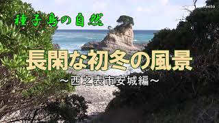 長閑な初冬の風景 西之表市安城編～種子島の自然