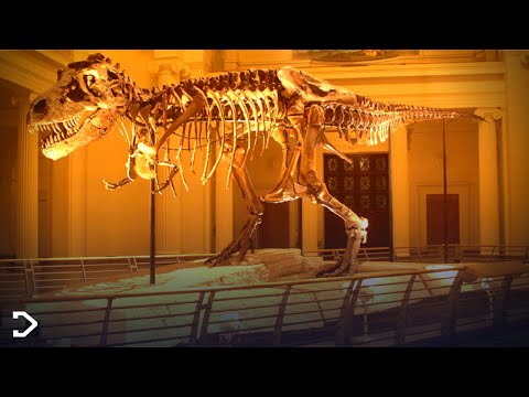 What are the most expensive fossils?