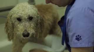 Aliso Beach Animal Clinic - Short | Laguna Beach, CA