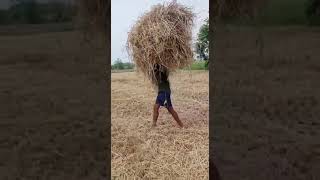 వరి గడ్డి వాము వయదము #farming #ytshorts