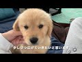 飼い主のいるソファまで上がってこれるかな・・？ゴールデンレトリバー子犬びすけ（生後53日）