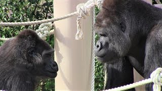 恋の駆け引き シャバーニとネネ Love game gorilla Shabani \u0026 Nene 23