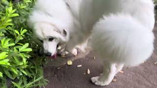 セレネの背中を追いかけるだけ_セレネちゃん日記グレートピレニーズ #greatpyrenees #超大型犬