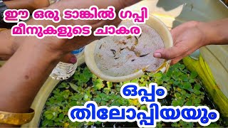 ഈ ടാങ്കിൽ ഇത്രയും ഗപ്പി മീനോ?? | ഒപ്പം തിലോപ്പിയയും