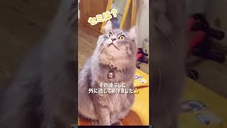 猫の口からセミが出て来た