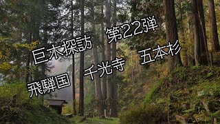 巨木探訪　岐阜県高山市　千光寺の五本杉