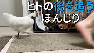 烏骨鶏のぼんじりと追いかけっこをして遊んでもらいました【62日目】