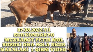 07.08.2022.Yil SURXONDARYO MUZRABOT PETIR MOL BOZORI ONA BOLA SIGIR NARXLARI 1-QISM VIDEO